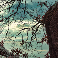Buy canvas prints of The sky through the branches by Ben Delves