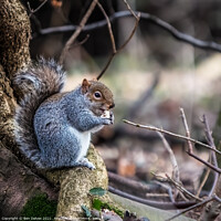 Buy canvas prints of Squirrel and his nut by Ben Delves