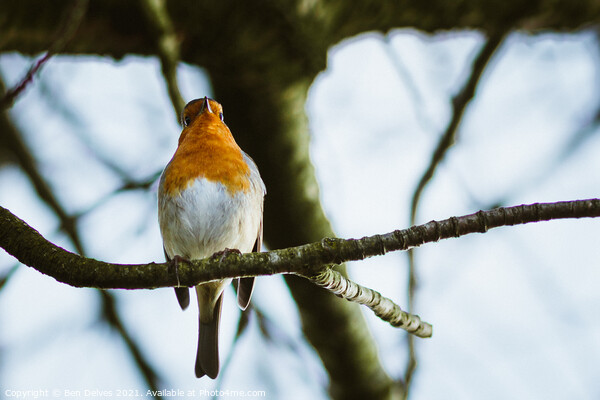 Robin on a branch Picture Board by Ben Delves