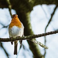 Buy canvas prints of Robin on a branch by Ben Delves