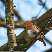 Buy canvas prints of Chirping Robin by Ben Delves