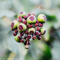 Buy canvas prints of Seed pods up close by Ben Delves