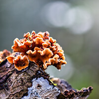 Buy canvas prints of Enchanting Fungal Blossoms by Ben Delves