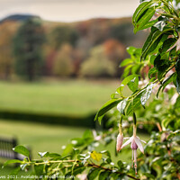 Buy canvas prints of Fuchsia Bliss at Abbotsford House by Ben Delves