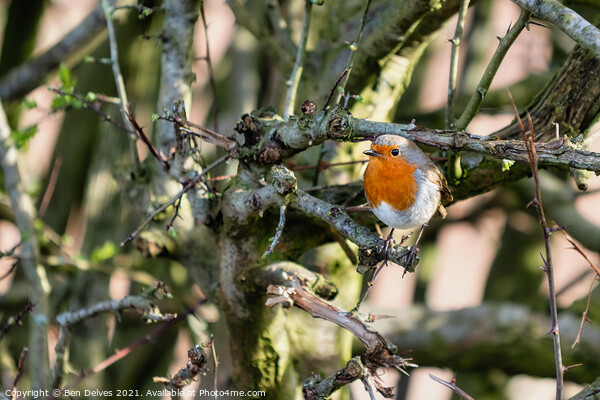 Robin in the hedge Picture Board by Ben Delves
