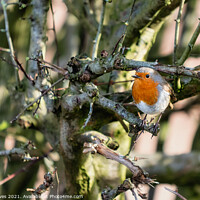 Buy canvas prints of Robin in the hedge by Ben Delves