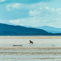 Buy canvas prints of Serene Canine on Wirral's Sunny Shoreline by Ben Delves