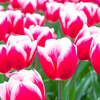 Buy canvas prints of Tulips in a bunch by Madhurima Ranu