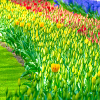 Buy canvas prints of Rainbow of tulips at Keukenhof garden by Madhurima Ranu