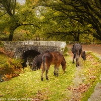 Buy canvas prints of Ponies by a Dartmoor Bridge by Jean Fry