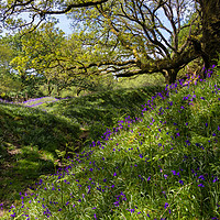 Buy canvas prints of Banks of Bluebells by Jean Fry