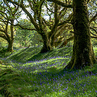 Buy canvas prints of Bluebell Woods by Jean Fry