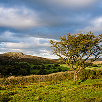 Buy canvas prints of Sheeps Tor and Hawthorn. Late afternoon. by Jean Fry