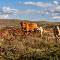 Buy canvas prints of Cow with calves on Dartmoor by Jean Fry