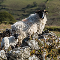 Buy canvas prints of Ewe with her lamb on Dartmoor by Jean Fry