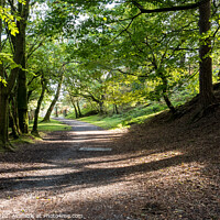 Buy canvas prints of Woodland walk by Jean Fry