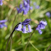 Buy canvas prints of Bluebell by Karen Shaw