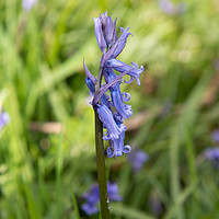 Buy canvas prints of Bluebell Flower by Karen Shaw