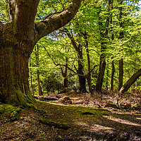 Buy canvas prints of Oak Tree Epping Forest by Steve Ransom