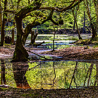 Buy canvas prints of Lake in Epping Forest by Steve Ransom