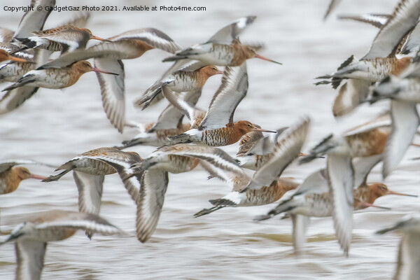 Black-tailed godwits Picture Board by GadgetGaz Photo