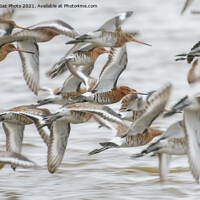 Buy canvas prints of Black-tailed godwits by GadgetGaz Photo