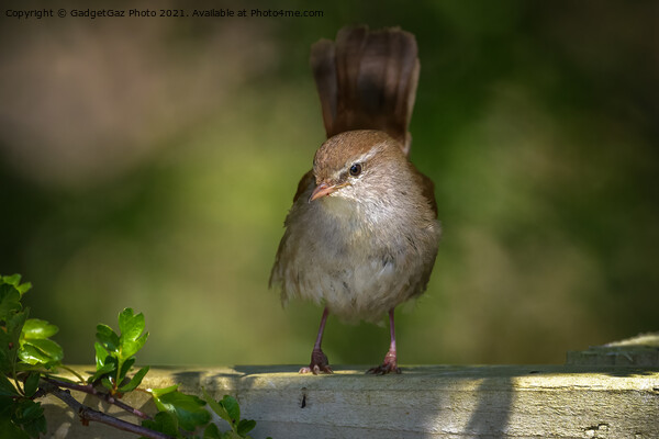 Cetti's warbler in the morning light Picture Board by GadgetGaz Photo