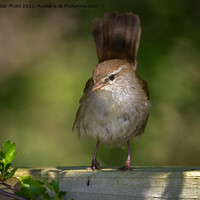 Buy canvas prints of Cetti's warbler in the morning light by GadgetGaz Photo