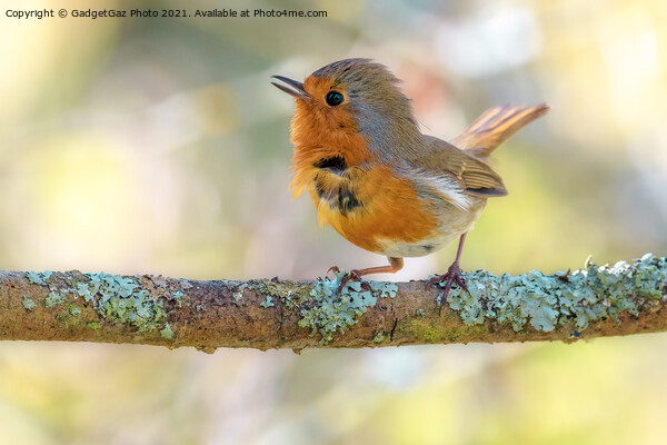 Little Robin redbreast Picture Board by GadgetGaz Photo