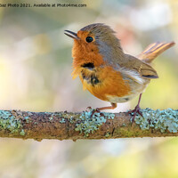 Buy canvas prints of Little Robin redbreast by GadgetGaz Photo