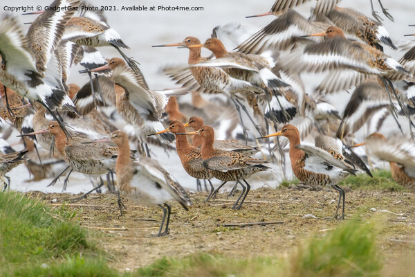 Black-tailed godwits Picture Board by GadgetGaz Photo