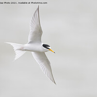 Buy canvas prints of Little Tern. [Sternula albifrons] by GadgetGaz Photo