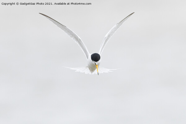 Little Tern. [Sternula albifrons] Picture Board by GadgetGaz Photo