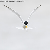 Buy canvas prints of Little Tern. [Sternula albifrons] by GadgetGaz Photo