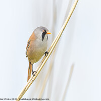 Buy canvas prints of Male Bearded Reedling by GadgetGaz Photo