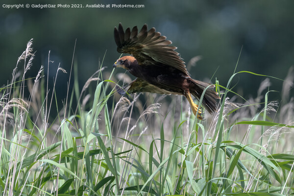 Marsh Harrier Juvenile rising from the reedbed Picture Board by GadgetGaz Photo