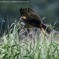 Buy canvas prints of Marsh Harrier Juvenile rising from the reedbed by GadgetGaz Photo