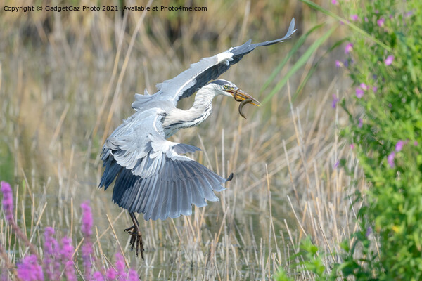 A Grey Heron with an eel Picture Board by GadgetGaz Photo