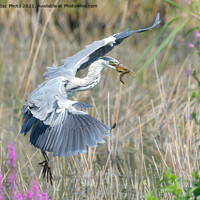 Buy canvas prints of A Grey Heron with an eel by GadgetGaz Photo
