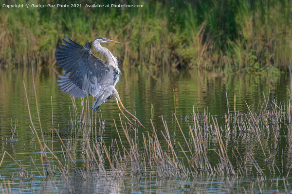 A Grey Heron landing Picture Board by GadgetGaz Photo