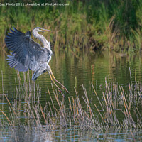 Buy canvas prints of A Grey Heron landing by GadgetGaz Photo