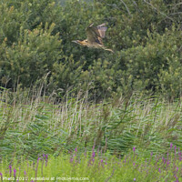 Buy canvas prints of Bittern over the reeds by GadgetGaz Photo