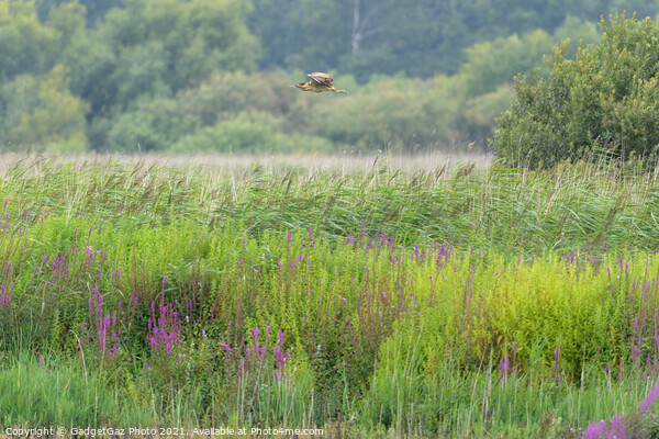 Bittern flying across the reedbed Picture Board by GadgetGaz Photo