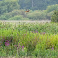 Buy canvas prints of Bittern flying across the reedbed by GadgetGaz Photo