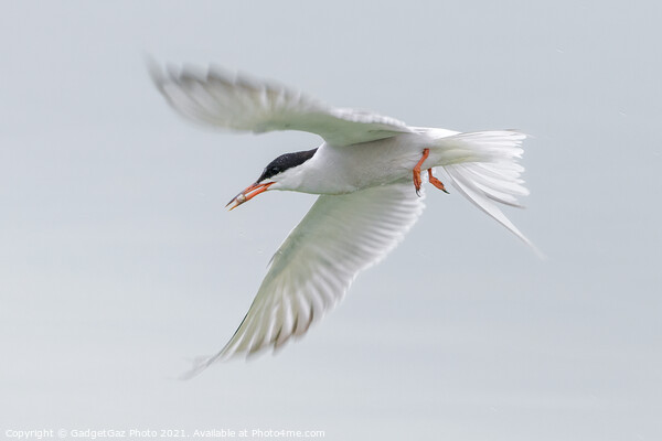 A Common Tern flying off with a fish Picture Board by GadgetGaz Photo