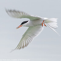 Buy canvas prints of A Common Tern flying off with a fish by GadgetGaz Photo