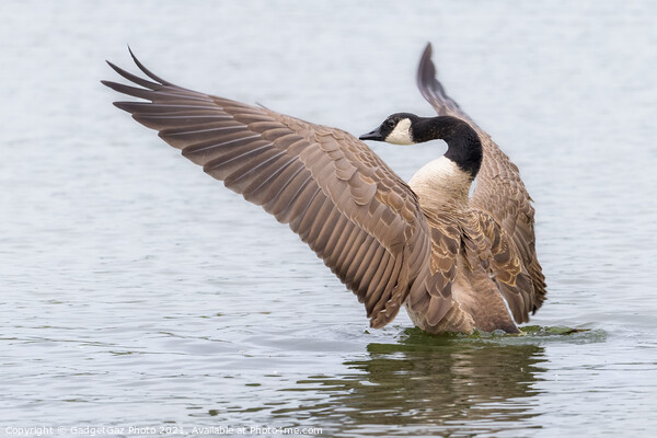 Canada Goose Orchestrating Picture Board by GadgetGaz Photo
