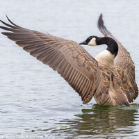 Buy canvas prints of Canada Goose Orchestrating by GadgetGaz Photo