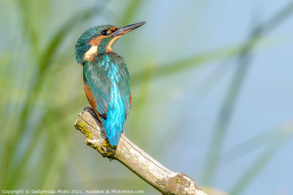 Kingfisher Female Portrait Picture Board by GadgetGaz Photo