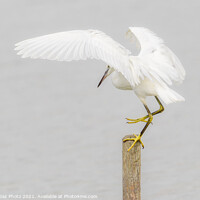 Buy canvas prints of Little Egret landing by GadgetGaz Photo